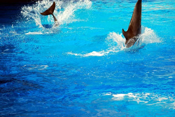 The dolphin games — Stock Photo, Image