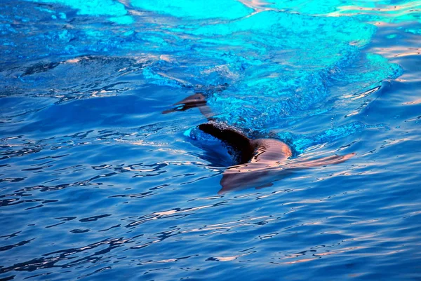 Les jeux des dauphins — Photo