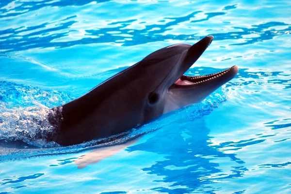 De dolfijn spellen — Stockfoto