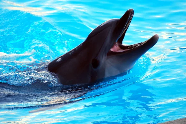A delfin játékkal — Stock Fotó
