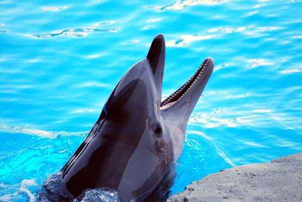 Os jogos de golfinhos — Fotografia de Stock