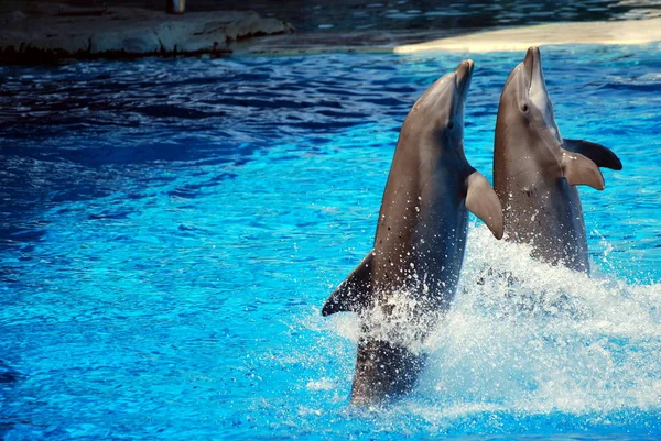 Дельфин игры — стоковое фото