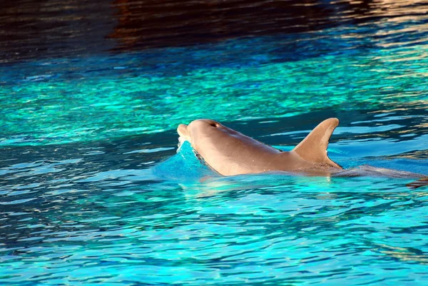 Gry delfin — Zdjęcie stockowe