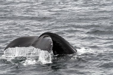 Okyanusta Balina izleme