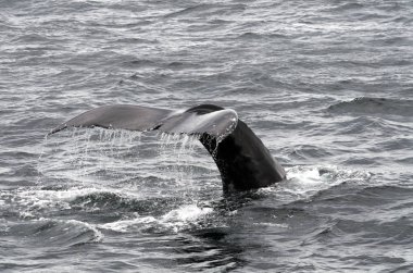Okyanusta Balina izleme