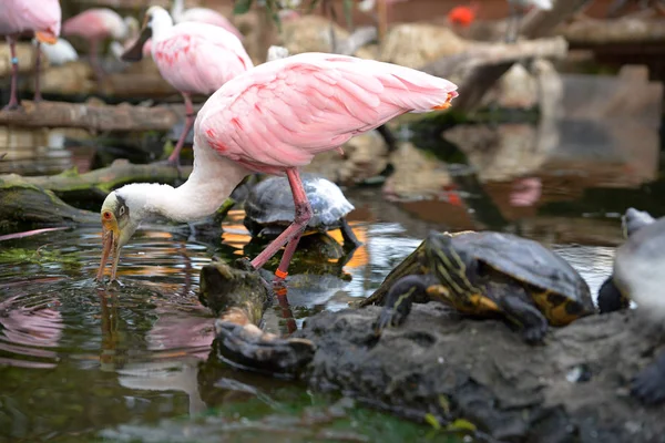 Pink Bird Pond — Stock Photo, Image