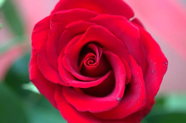 Κόκκινο Λουλούδι Της Αγάπης Και Του Πάθους — Φωτογραφία Αρχείου