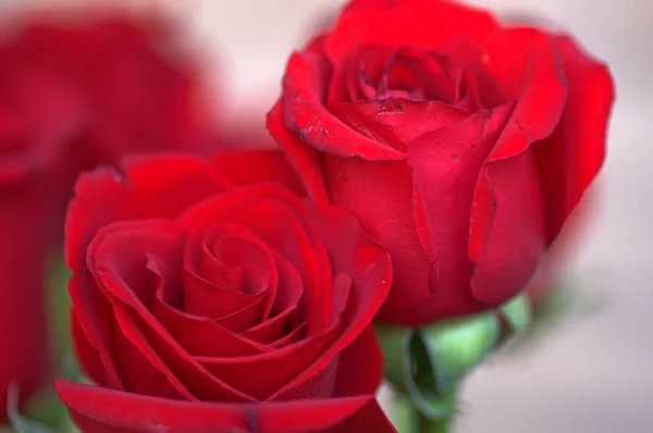 Flor Vermelha Amor Paixão — Fotografia de Stock