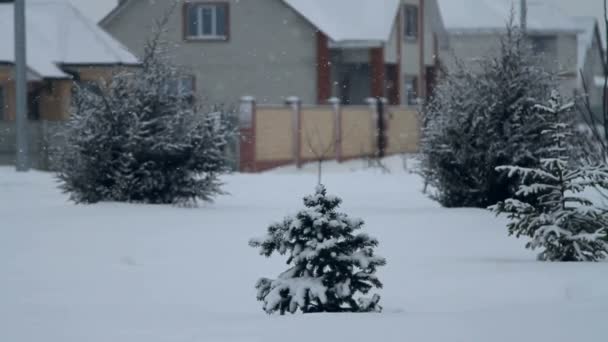 云杉在雪中缓慢 — 图库视频影像