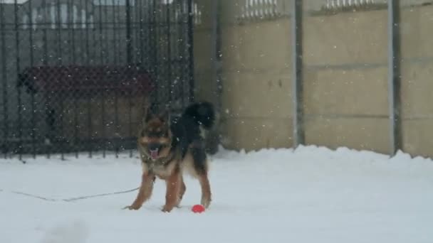 Câine pentru o plimbare — Videoclip de stoc