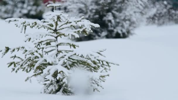 Épinette dans la neige — Video