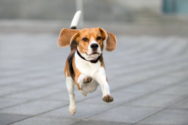 Beagle doğurmak güzel köpek