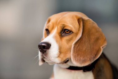 Beagle doğurmak güzel köpek