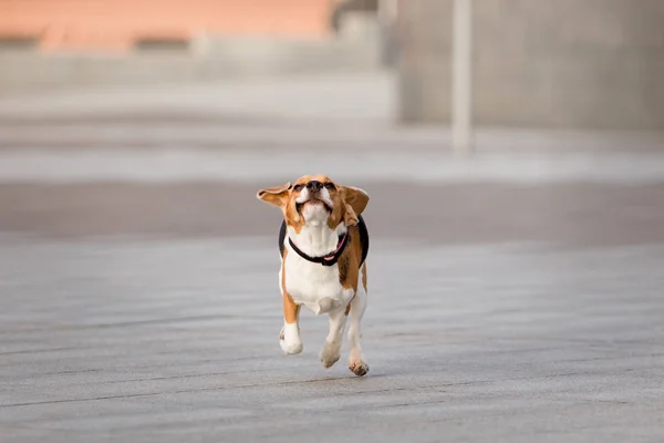 Beagle Doğurmak Güzel Köpek — Stok fotoğraf