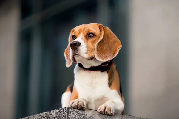 Krásný Pes Plemene Beagle — Stock fotografie