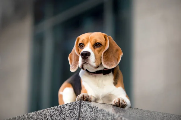 Krásný Pes Plemene Beagle — Stock fotografie