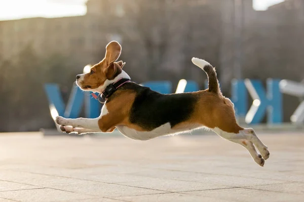 Cão Bonito Raça Beagle — Fotografia de Stock