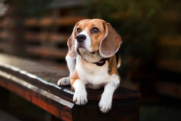 Krásný Pes Plemene Beagle — Stock fotografie