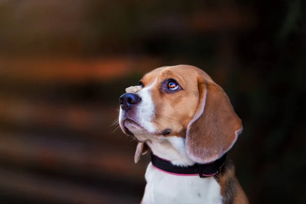 Όμορφο Σκυλί Της Ράτσας Beagle — Φωτογραφία Αρχείου