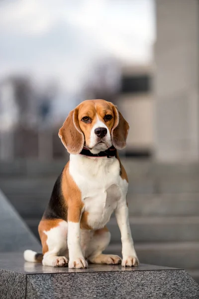 Krásný Pes Plemene Beagle — Stock fotografie