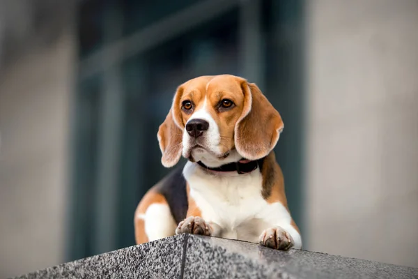 Beagle doğurmak güzel köpek