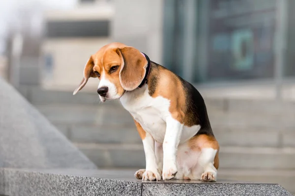 Krásný Pes Plemene Beagle — Stock fotografie