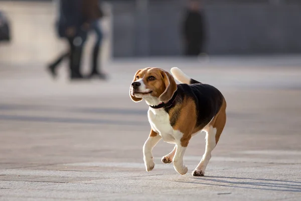 Krásný Pes Plemene Beagle — Stock fotografie