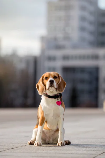Beagle doğurmak güzel köpek