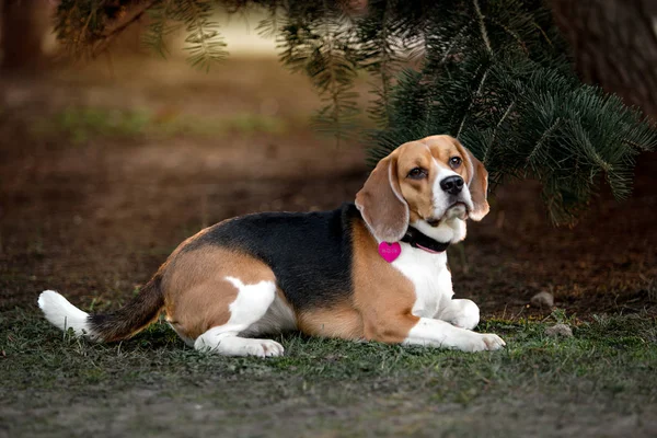 Cão Bonito Raça Beagle — Fotografia de Stock