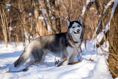 Güzel Husky doğurmak köpek kış orman içinde