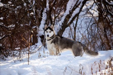Güzel Husky doğurmak köpek kış orman içinde