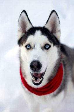 Güzel Husky doğurmak köpek kış orman içinde