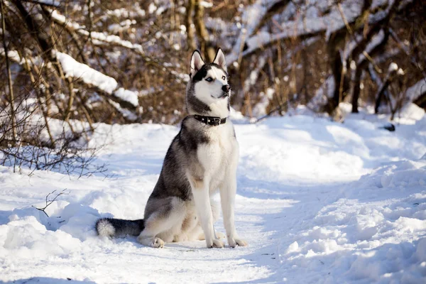 Téli Erdő Gyönyörű Husky Fajta Kutya — Stock Fotó