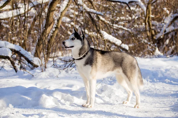 Hermosa Raza Husky Perro Bosque Invierno —  Fotos de Stock