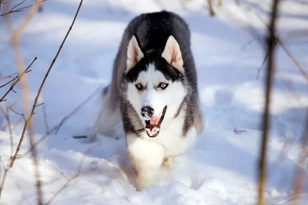 Krásné Plemene Husky Pes Zimě Lese — Stock fotografie