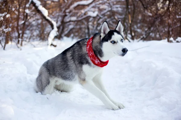 Cão Raça Husky Bonita Floresta Inverno — Fotografia de Stock