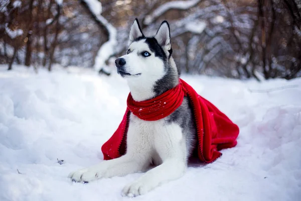 Cão Raça Husky Bonita Floresta Inverno — Fotografia de Stock