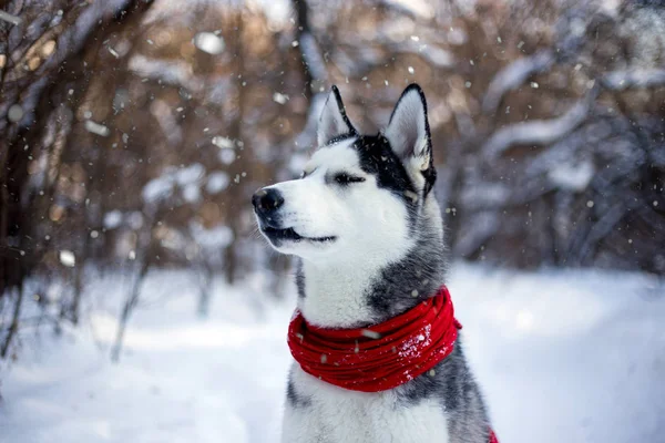 Bellissimo Cane Razza Husky Nella Foresta Invernale — Foto Stock