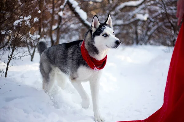 Όμορφη Ράτσα Μεγαλόσωμος Σκύλος Μέσα Στο Δάσος Του Χειμώνα — Φωτογραφία Αρχείου