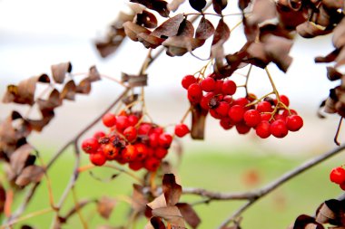 Beautyful sonbahar landscap