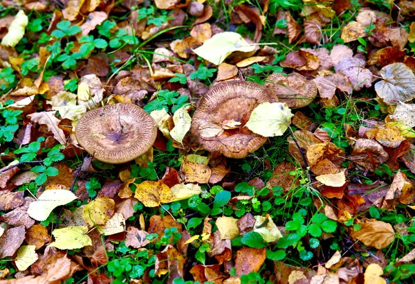 Bellissimo paesaggio autunnale — Foto Stock