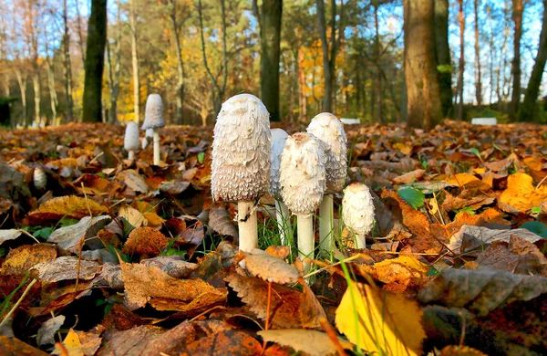 Gyönyörű őszi fedélzeten — Stock Fotó