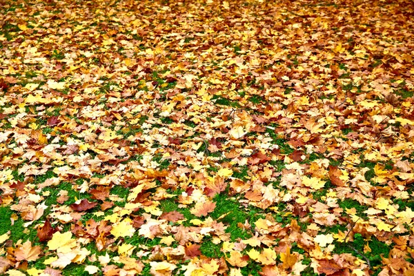 Btautiful jesień lagunowe oraz ogród. — Zdjęcie stockowe