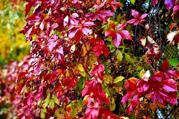 Btautiful autumn landscap — Stock Photo, Image