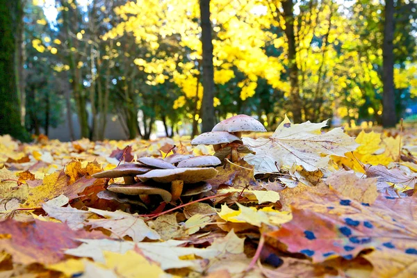 Btautiful가을 landscap — 스톡 사진
