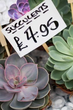 succulents Satılık 