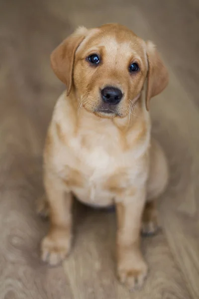 Cachorro labrador retriever amarelo — Fotografia de Stock