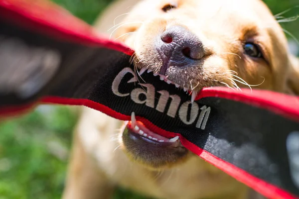 Cão Feroz Mordendo Uma Cinta Câmera Fotógrafos — Fotografia de Stock