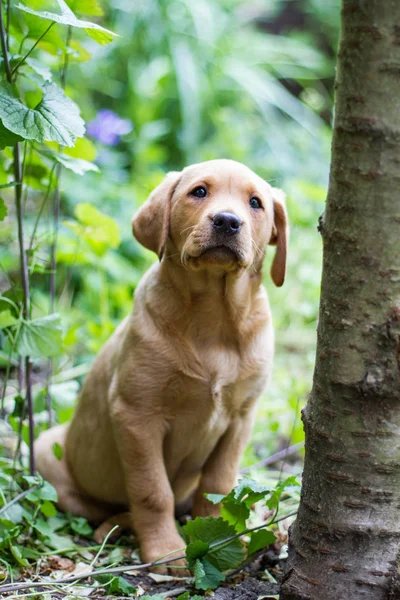 Cachorro labrador retriever amarelo — Fotografia de Stock