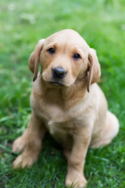 Cachorro labrador retriever amarillo — Foto de Stock